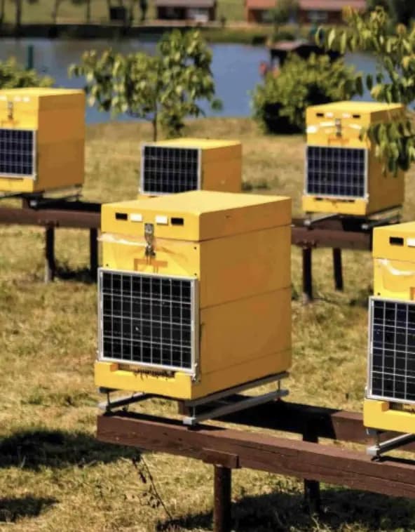 Smart Beekeeping - Media gallery image 2 related to Smart Beekeeping